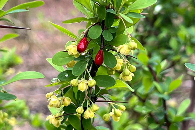Berberis thunbergii bes