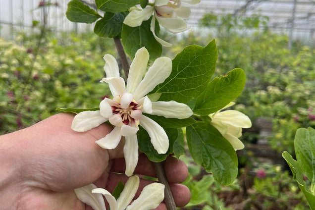 Calycanthus 'Venus' bloem