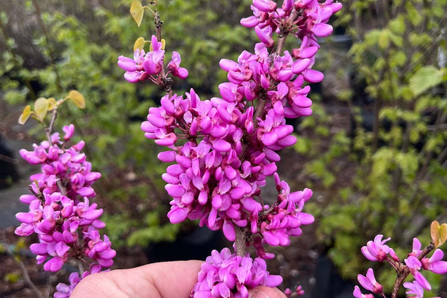 Cercis chinensis 'Avondale' bloem