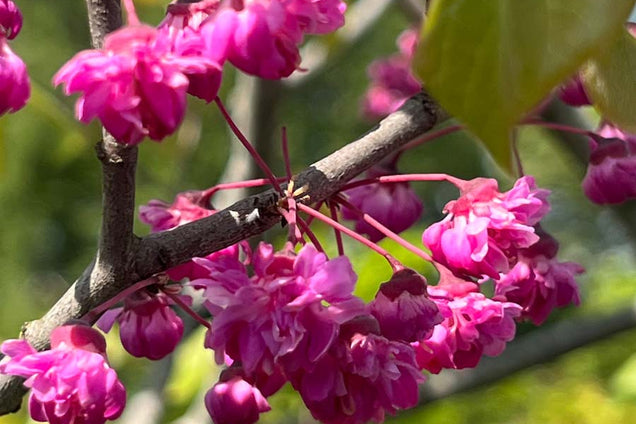 Cercis 'Pink Pom Poms' bloem