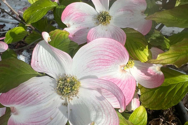 Cornus 'Celestial Shadow' bloesem