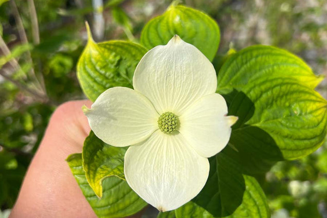 Cornus florida 'Cloud Nine' bloem