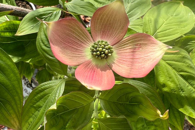 Cornus florida 'Firebird' bloem