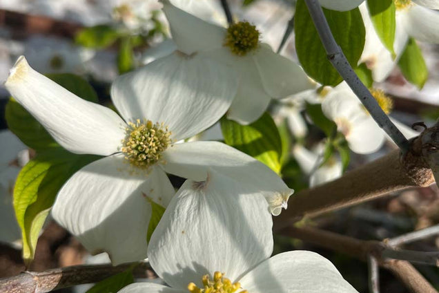 Cornus florida 'White Cloud' bloem