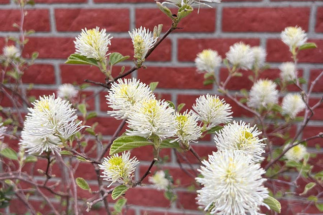 Fothergilla major bloem