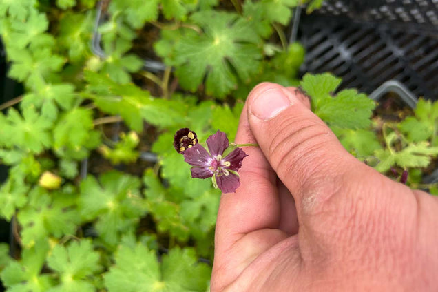 Geranium phaeum bloem