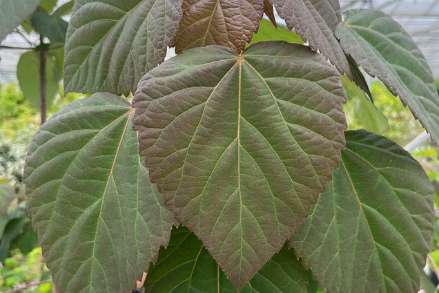 Idesia polycarpa blad