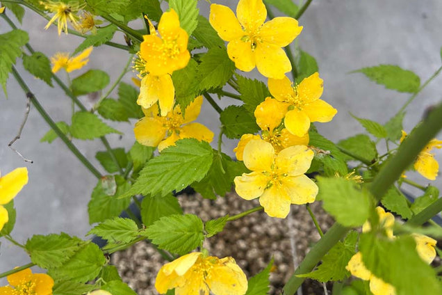 Kerria japonica bloem