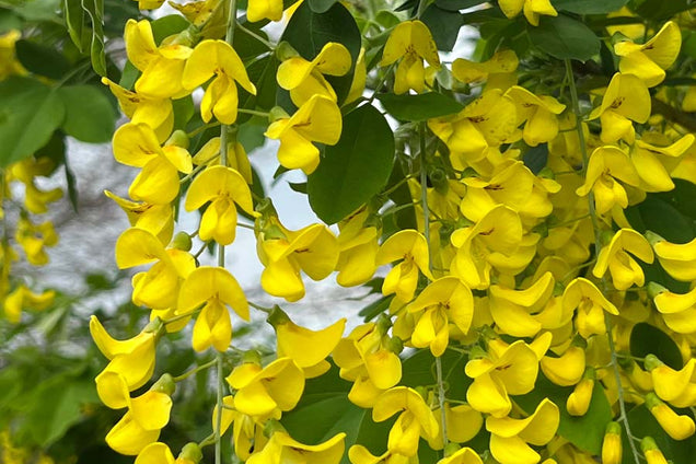 Laburnum anagyroides bloem
