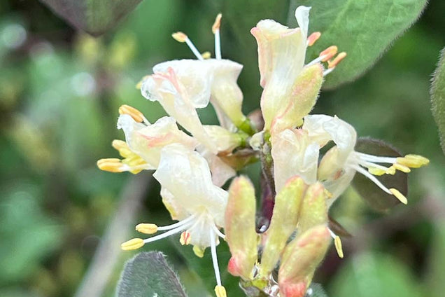 Lonicera xylosteum bloem