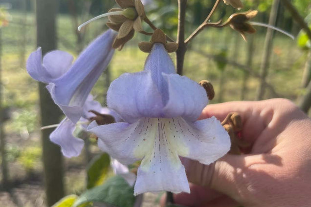 Paulownia tomentosa bloem