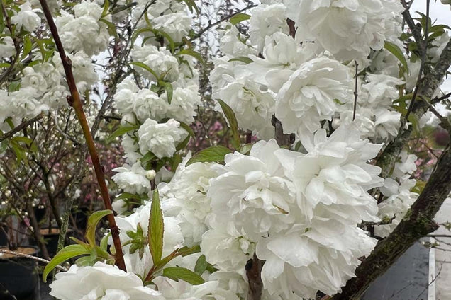 Prunus glandulosa 'Alba Plena' bloem