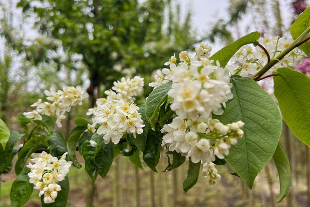 Prunus padus 'Tiefurt' bloesem