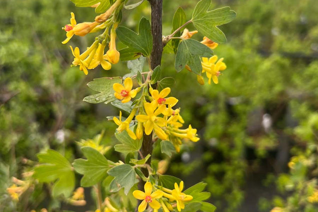 Ribes odoratum bloesem