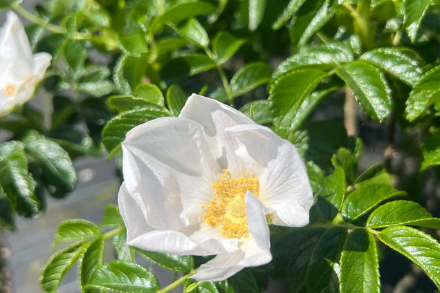 Rosa rugosa 'Alba'