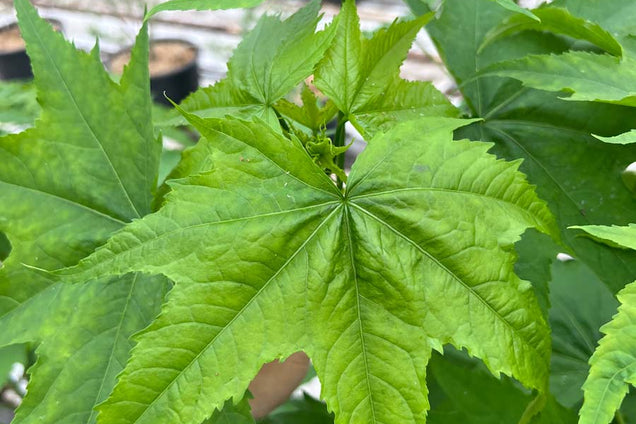 Sida hermaphrodita blad