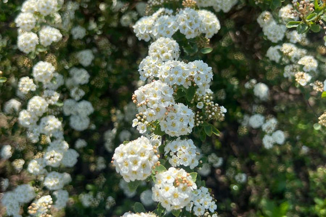 Spiraea vanhouttei bloesem