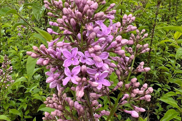 Syringa chinensis 'Saugeana' bloem