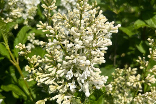 Syringa henryi 'Tammelan Kaunotar' bloem
