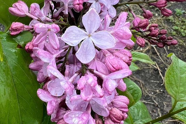 Syringa hyacinthiflora 'Esther Staley' bloem