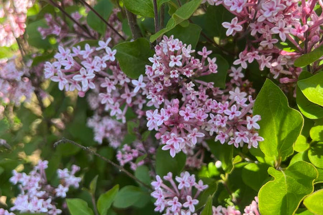 Syringa 'Pink Perfume' bloem