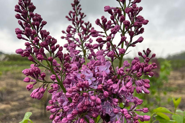Syringa vulgaris 'Paul Deschanel' bloem