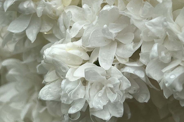 Syringa vulgaris 'Souvenir d'Alice Harding' bloem