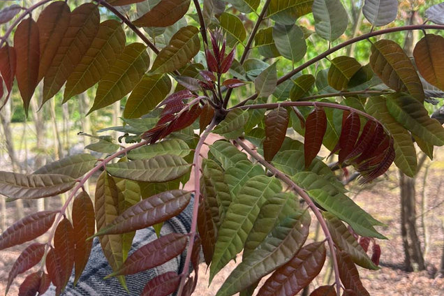 Toona sinensis blad