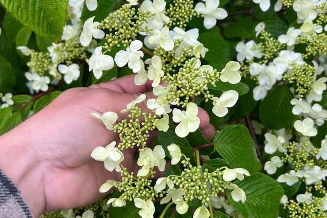 Viburnum plicatum bloem