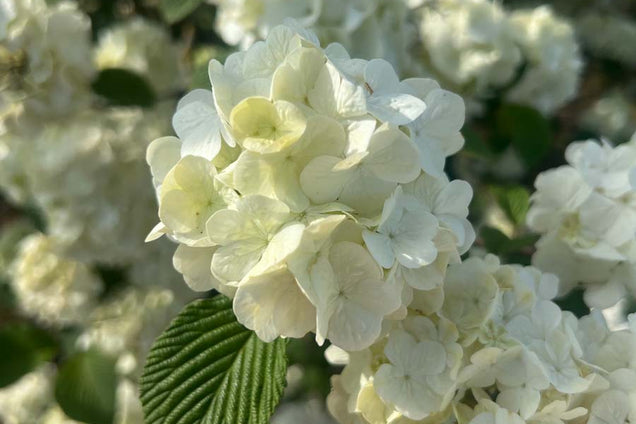 Viburnum plicatum 'Grandiflorum' bloem