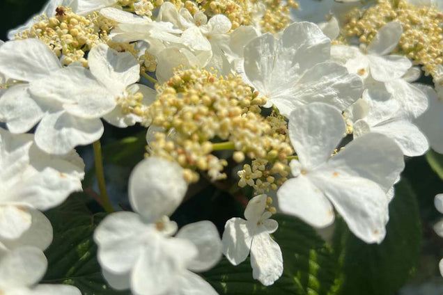Viburnum plicatum 'St Keverne' bloem
