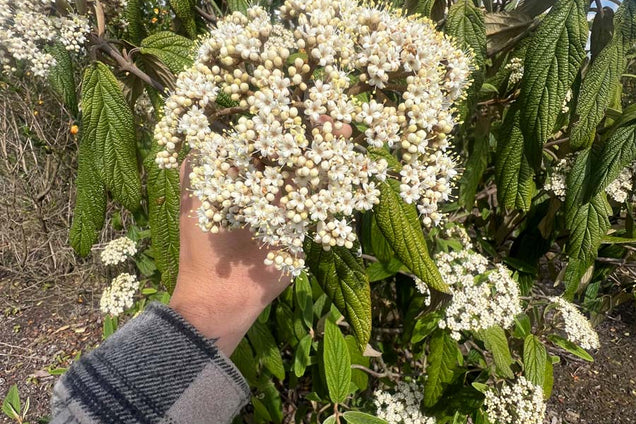 Viburnum rhytidophylloides bloem