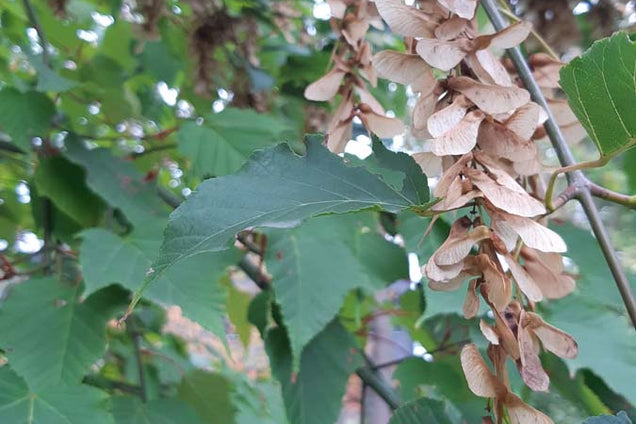 Acer capillipes zaaddoos