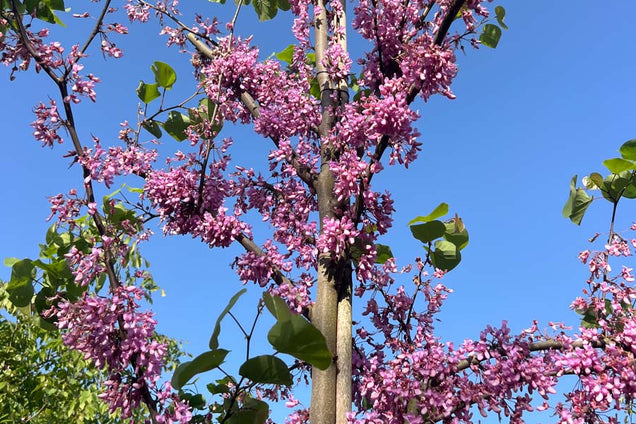 Cercis siliquastrum bloesem
