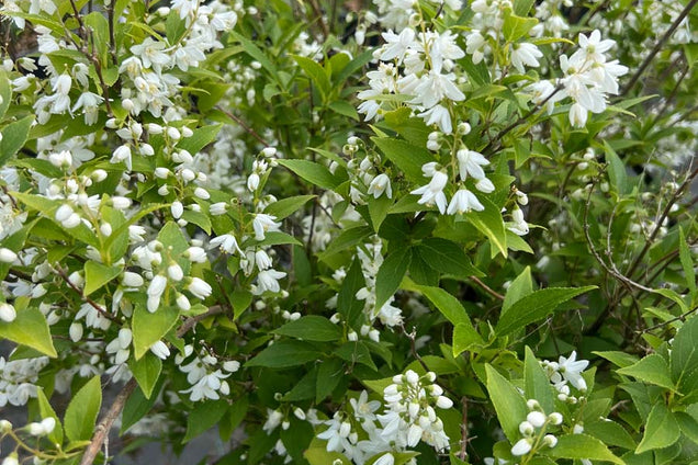 Deutzia gracilis bloesem