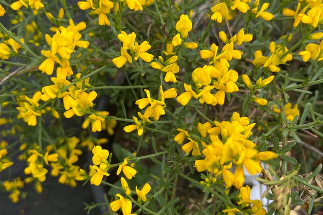 Genista lydia bloem