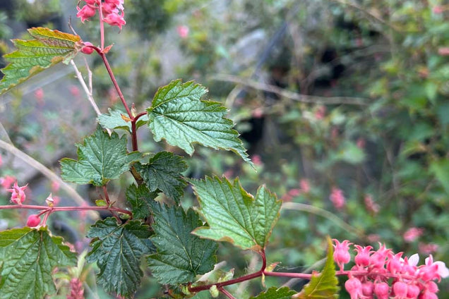 Neillia affinis bloem