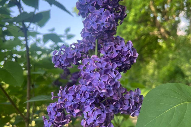 Syringa vulgaris 'Andenken an Ludwig Späth' bloem