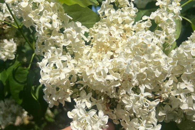 Syringa vulgaris 'Primrose' bloem