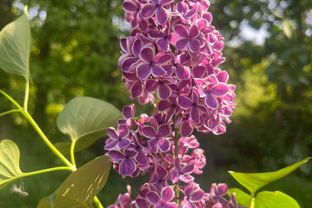 Syringa vulgaris 'Sensation' bloem