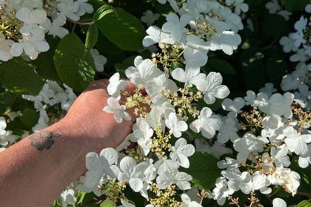 Viburnum plicatum 'Mariesii' bloesem