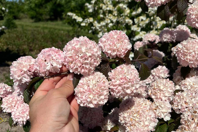 Viburnum plicatum 'Rowallane' bloesem