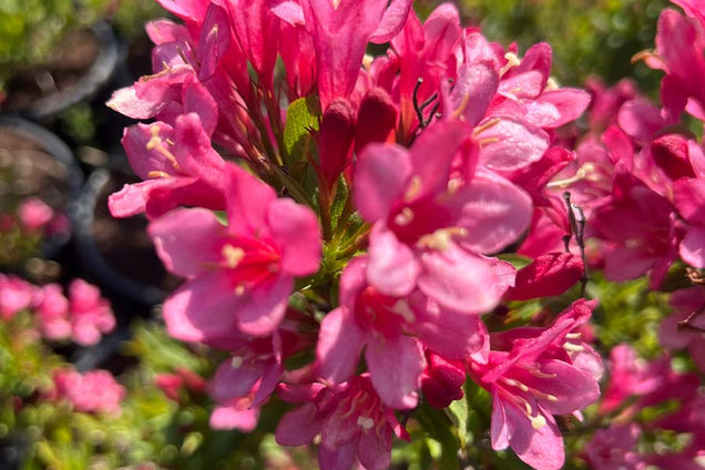 Weigela 'TVP2' bloem