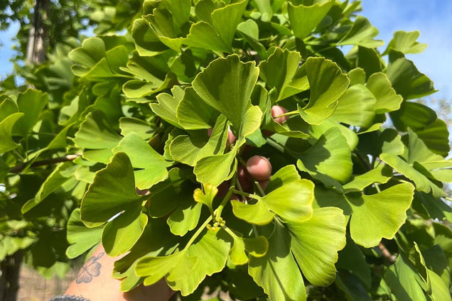 Ginkgo biloba blad