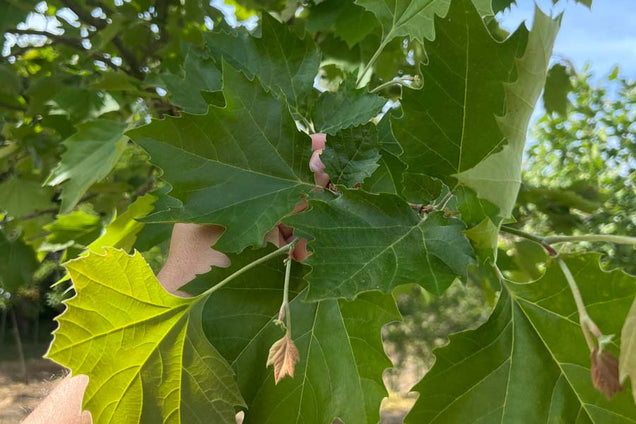 Platanus hispanica blad