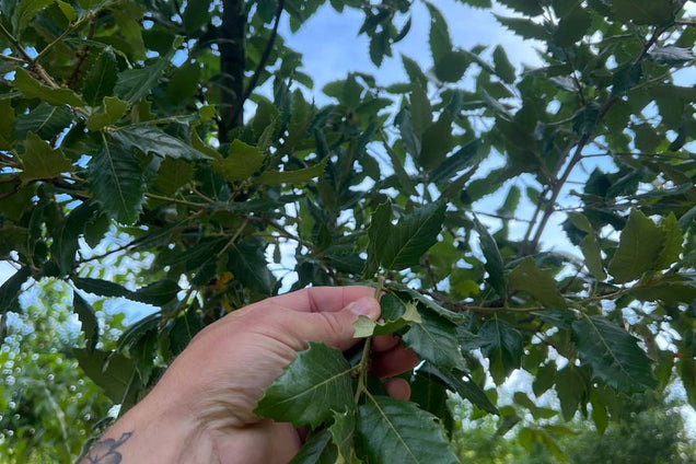 Quercus hispanica 'Wageningen' blad