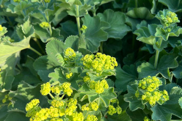 Alchemilla mollis bloem