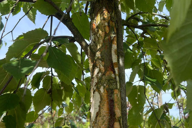 Betula papyrifera stam