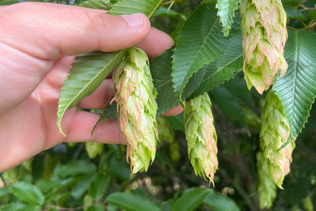 Carpinus japonica bloem