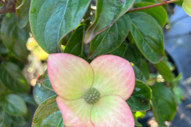 Cornus 'Blooming Merry Tetra' bloem